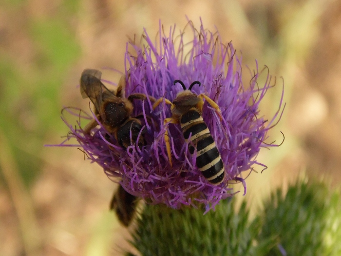 Maschio di Halictus scabiosae